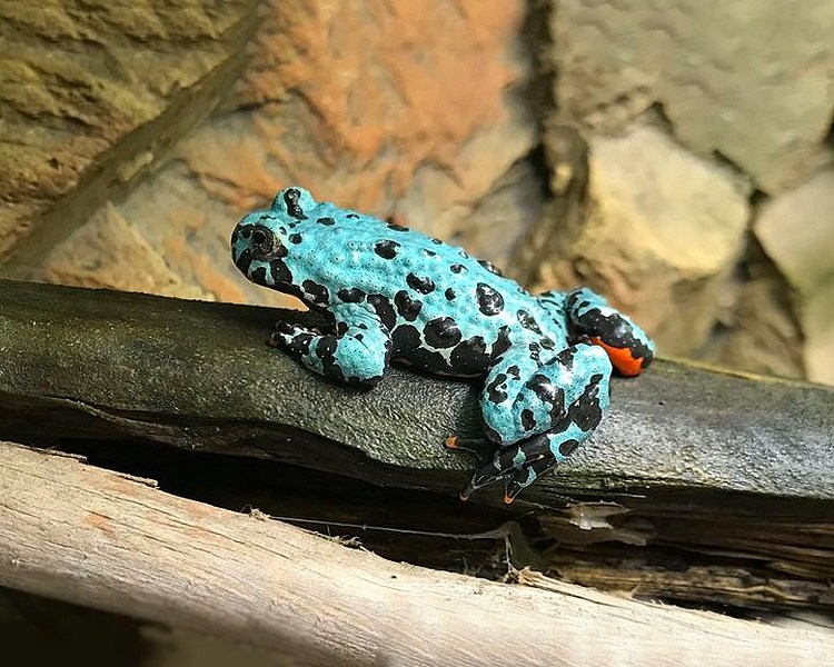 Blue Oriental Fire Bellied Toad ~ 1-3cm